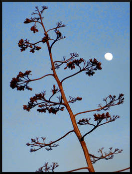 Alviso Moonrise