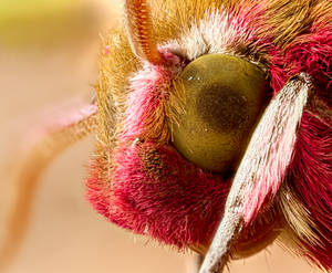 Elephant hawk moth eye by MBKWildlifePhotos