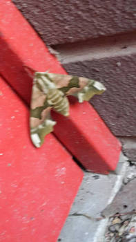 Lime Hawk-Moth