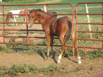 bay foal