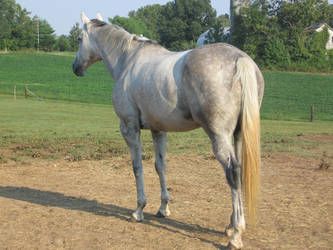 gray horse looking