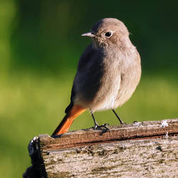 Black redstart.