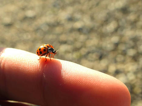 Ladybug