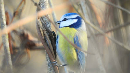 Blue tit.