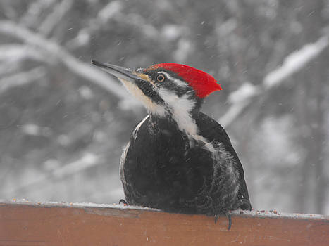 Reticulated Woodpecker