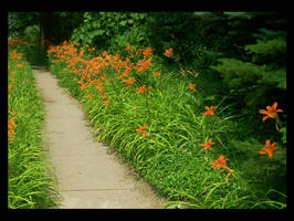 Tiger Lily Path