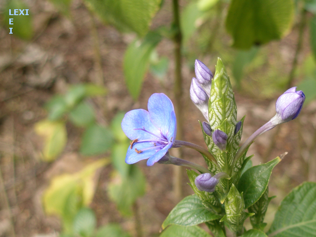 Blue Violets