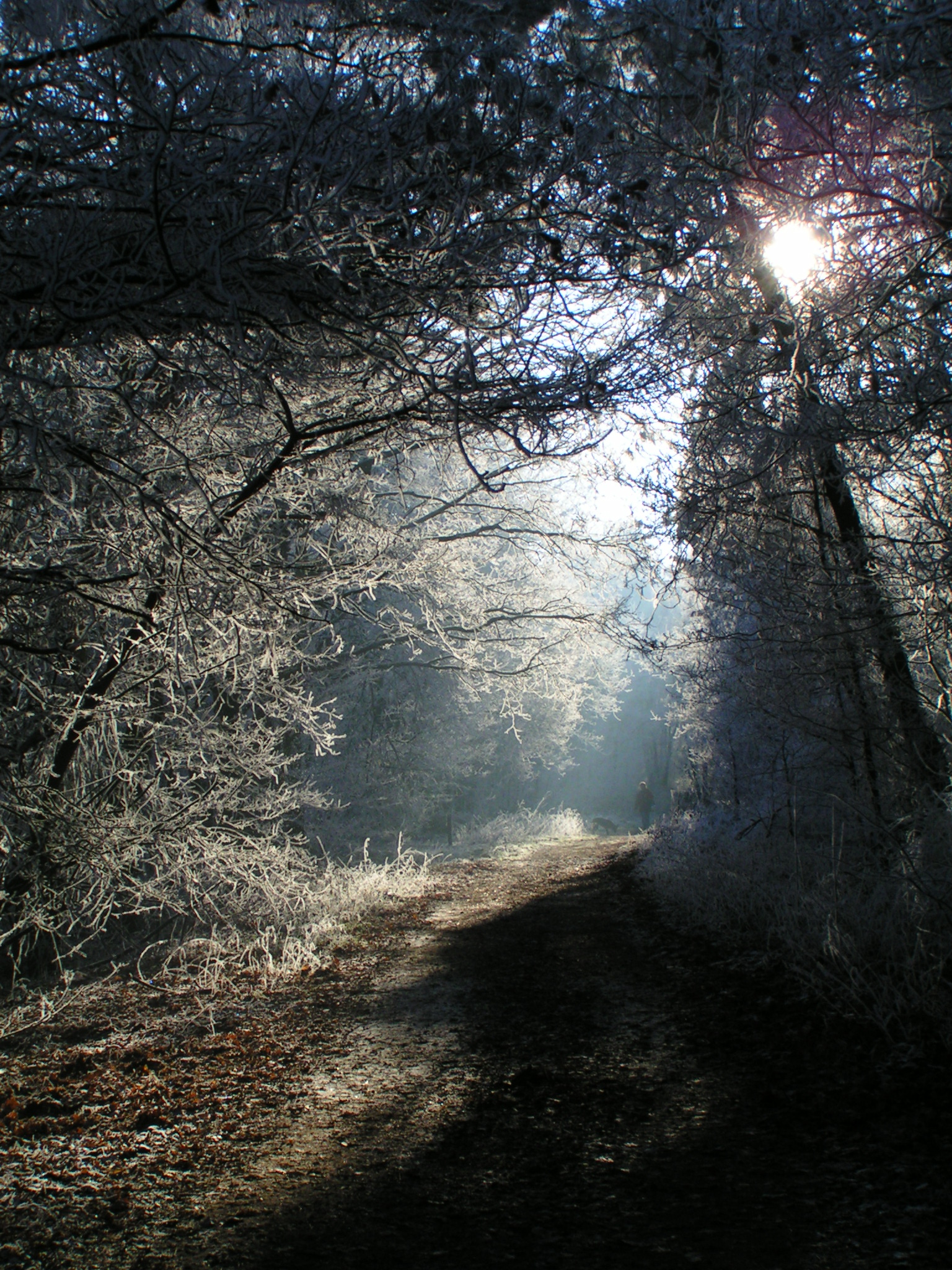 magical forest