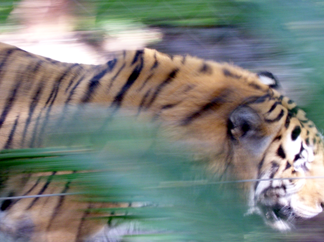 Tiger in Motion