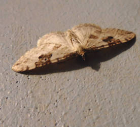 moth