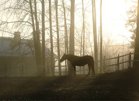 morning fog