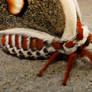 Cecropia Moth Close-Up