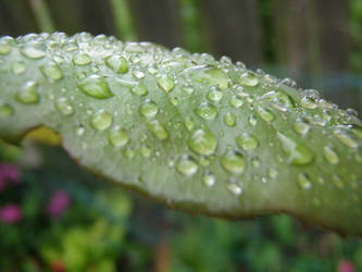 water on leaf 2