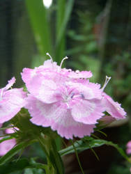 pink flowers