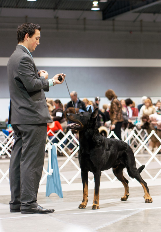 Beauceron