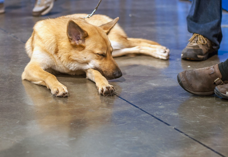 Chinook Sleeping