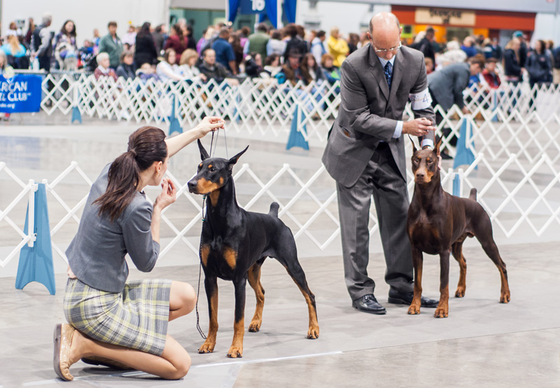 Doberman Pinschers