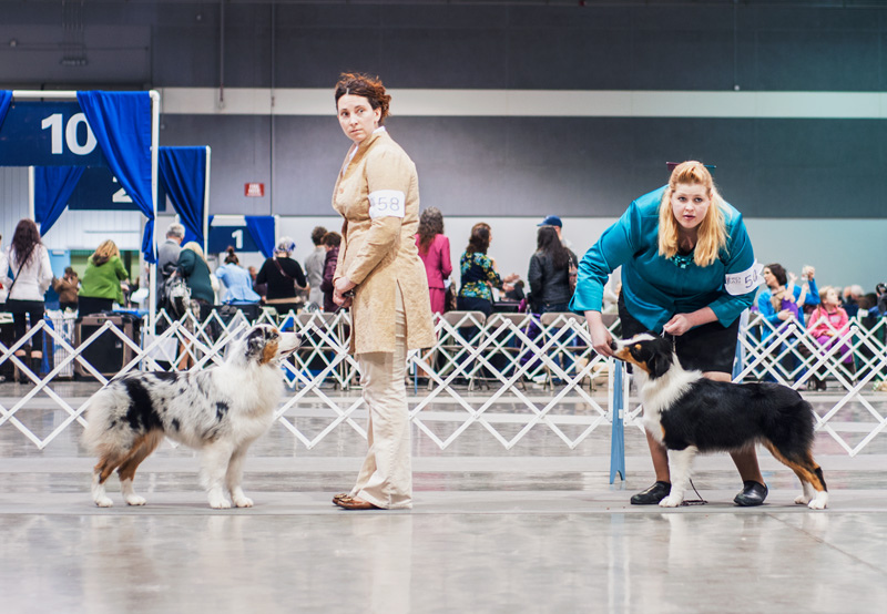 Australian Shepherds in the Ring