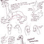 [1] Draketsun Species Guide - Anatomy