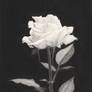 White Rose