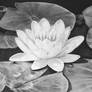 Water Lily