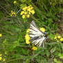 butterfly 2