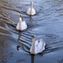young swans