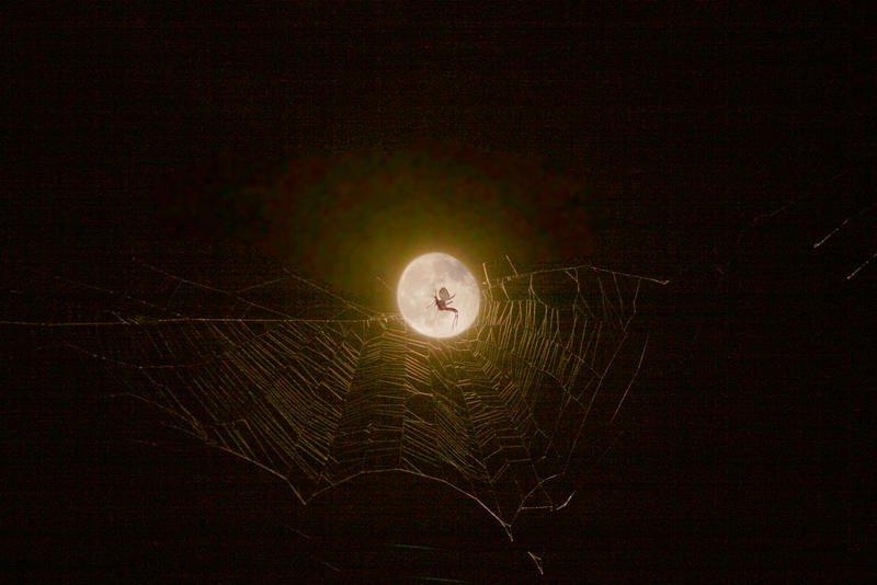 Spider Moon by reciii on DeviantArt