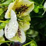 Hellebore Blossom