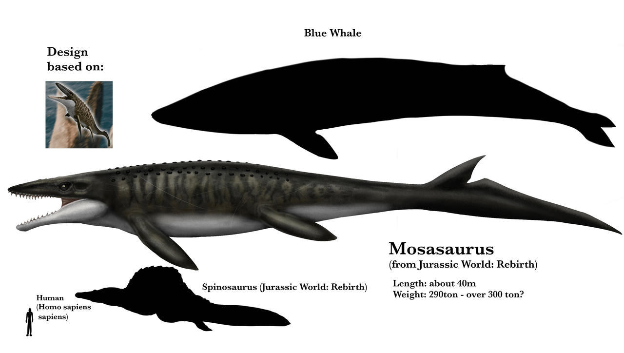 Mosasaurus Classification Essay Spinosaurus Size Comparison To Mosasaurus