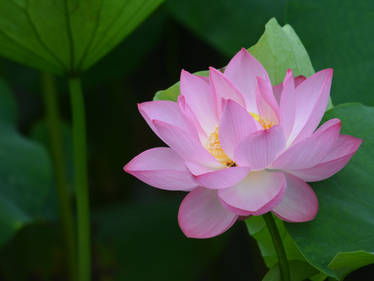 Water Lily0074