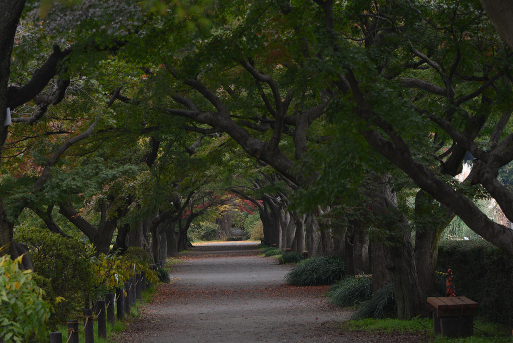 A Corridor Of Green0020