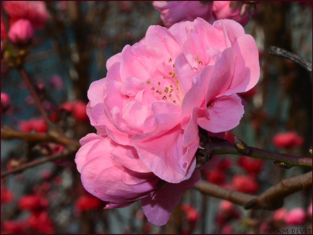 Prunus Persica Terute Momo 0211 by osam-devet on DeviantArt