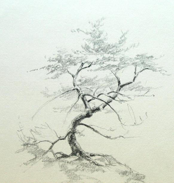  Pencil-drawing-trees by eaglespare on DeviantArt