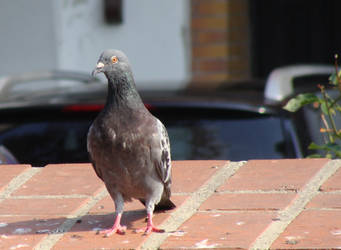 pidgeon