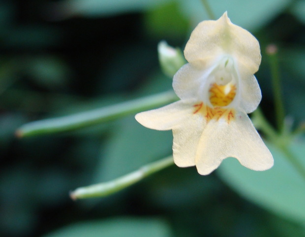 little yellow flower