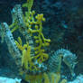 Seahorses