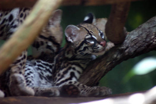 Baby Ocelot - Evita