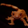 Crested Gecko Smile