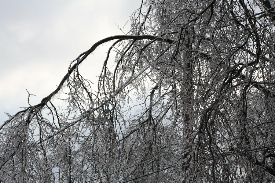 Ice storm Jan. 2009 Lou. KY