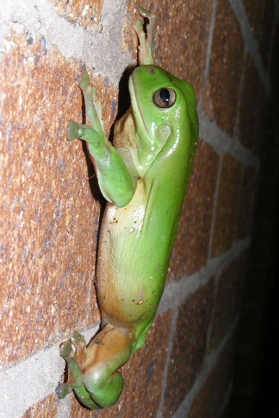 Green Tree Frog 11