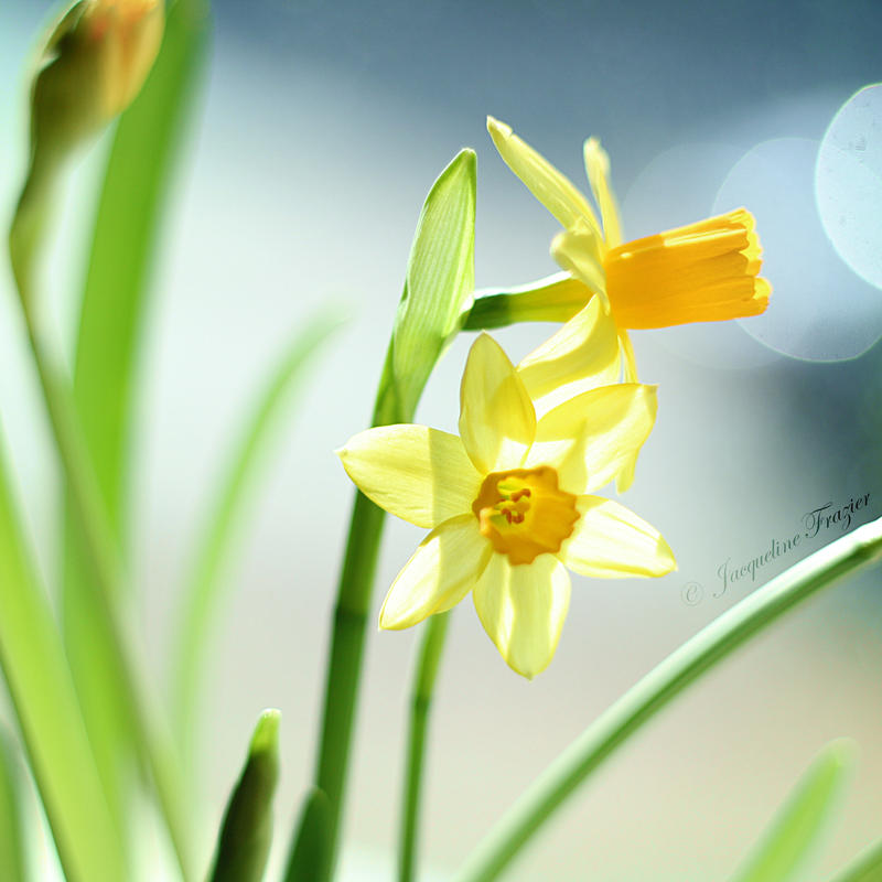 Daffodils