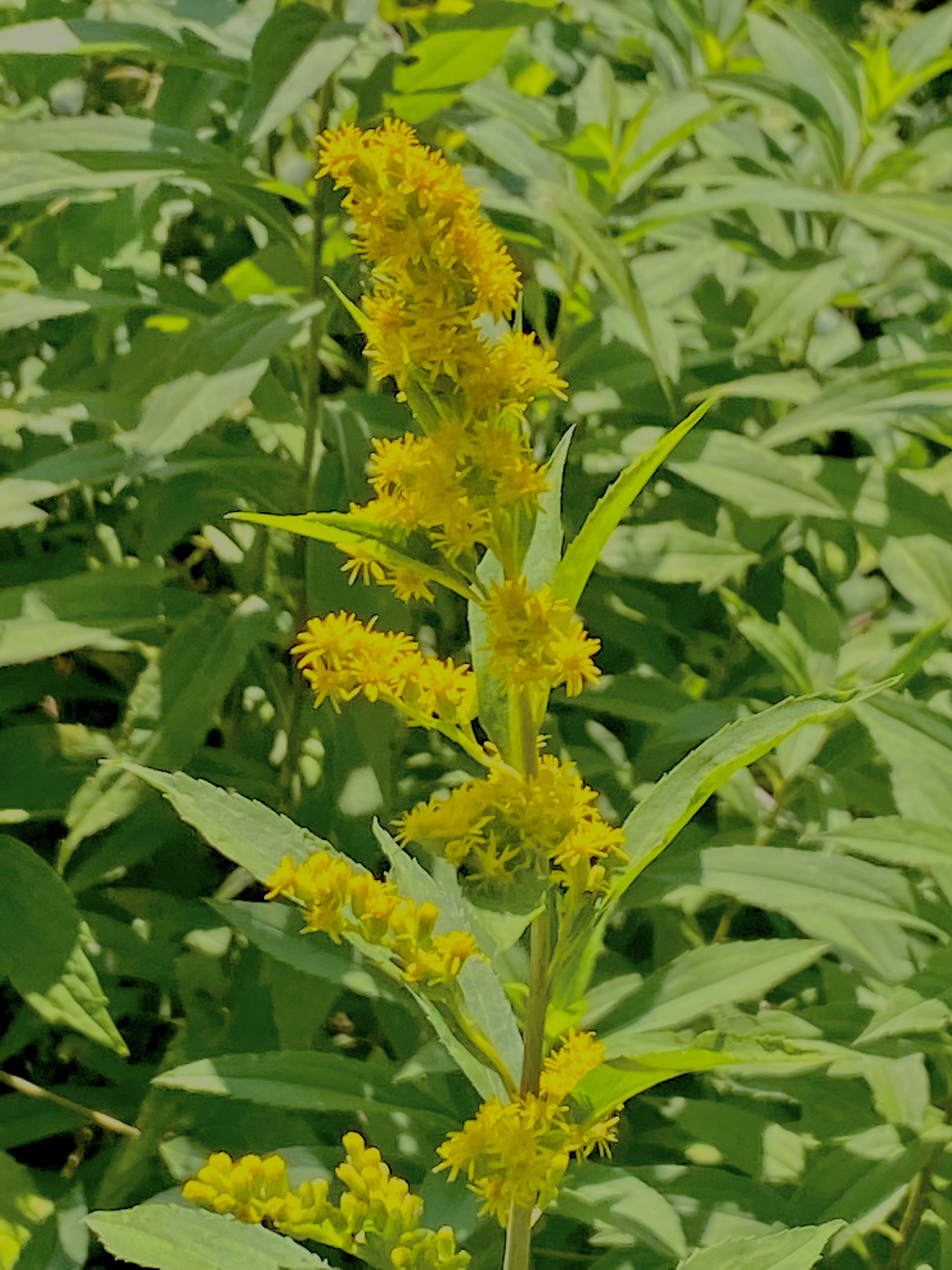 Golden Rod Sticker Golden Rod by StarDust247 on DeviantArt