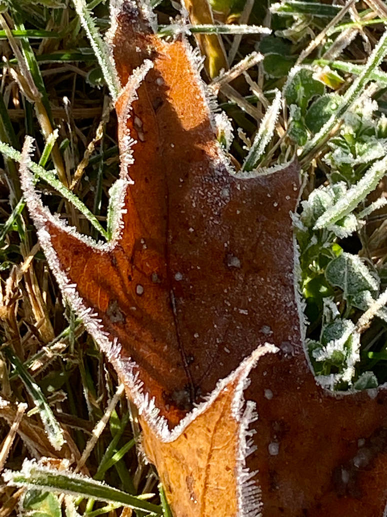 Lost In The Dark The Chaplet Of St Michael Is Your Light - iy2gl05