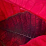 Tradition Holiday Plant