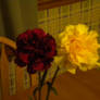 Carnations