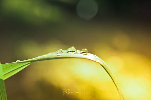 droplets of summer