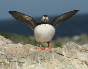 puffinf bird