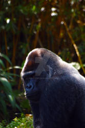 Silverback 2