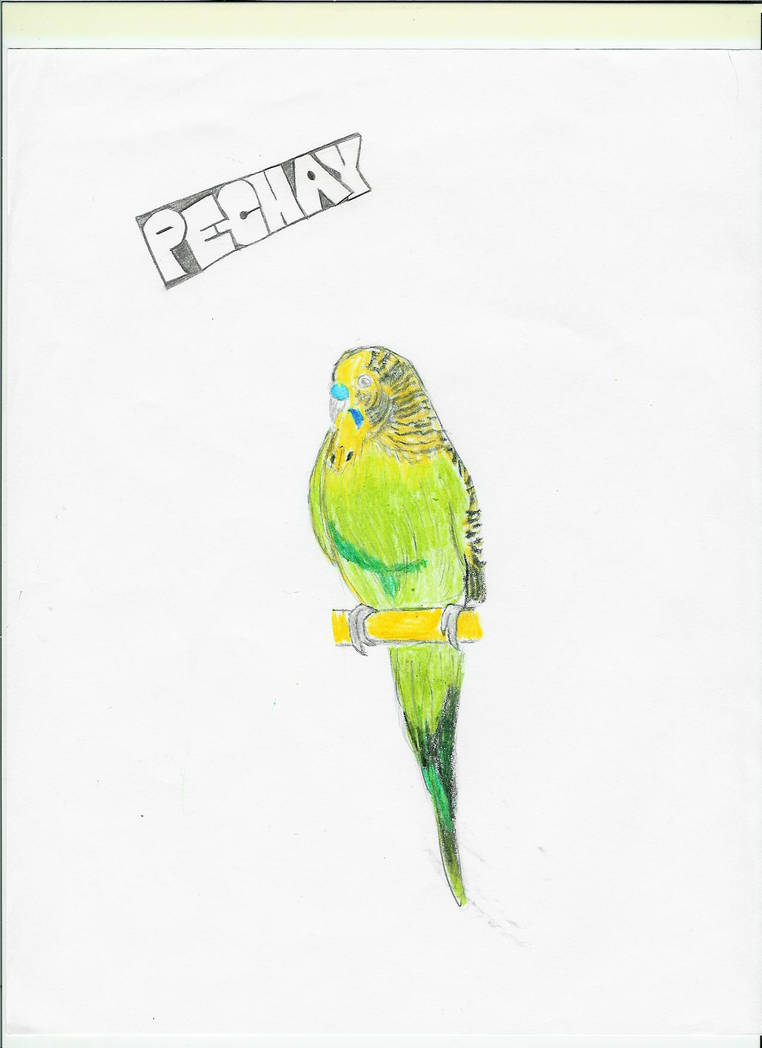 Pechay by japanimator on DeviantArt